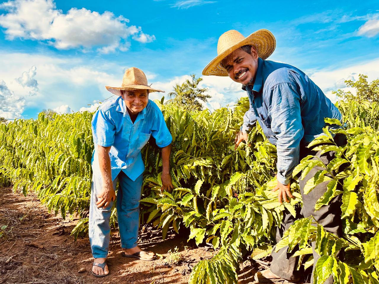 Produção agrícola e agropecuária em Rondônia